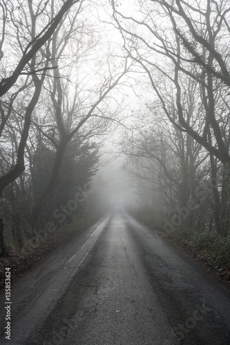 Misty Winter Road