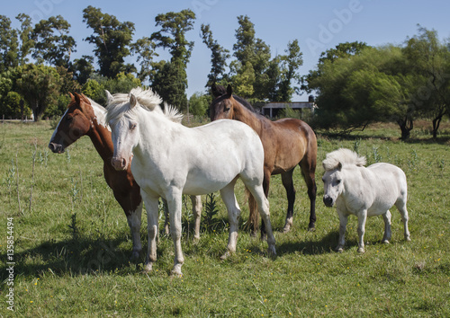 Three horses and one pony at the meadow © xo4uphoto