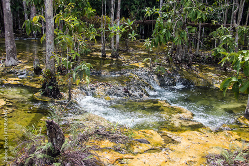 Water flows through tropical rainforest