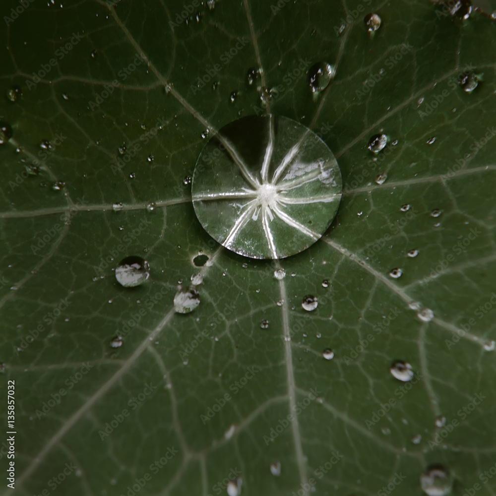 Drop of morning dew on a flower leaf Drop of morning dew on a flower leaf