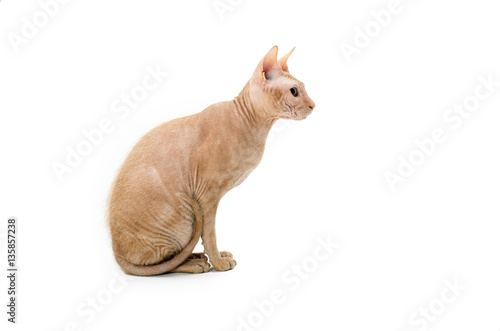 cat  Canadian Sphynx  close up  isolated on white background