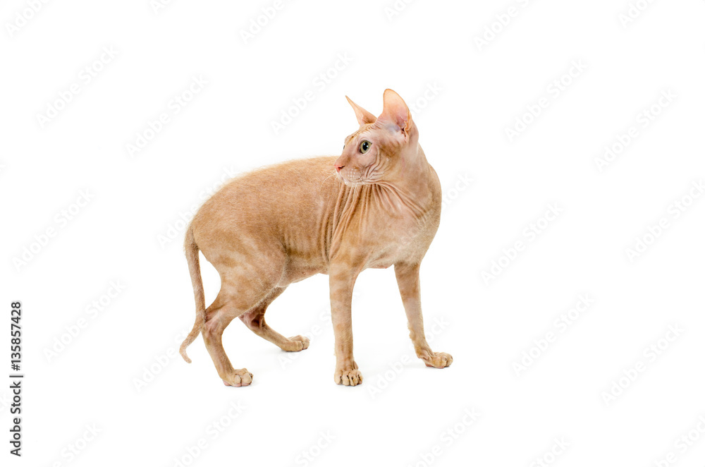 cat, Canadian Sphynx, close up, isolated on white background