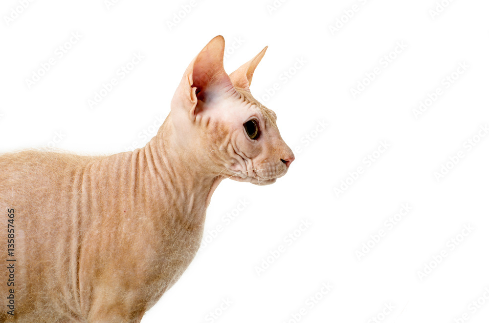 cat, Canadian Sphynx, close up, isolated on white background