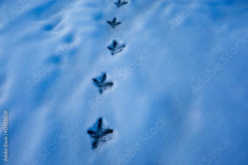 Winter tracks