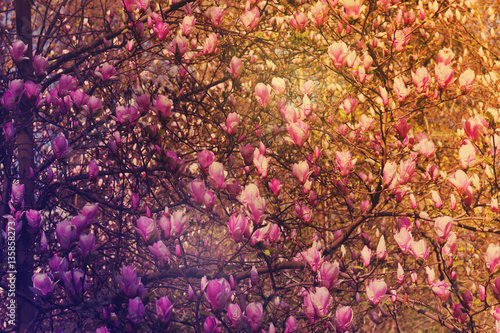 Wallpaper Mural Blooming magnolia tree with pink flowers in orchad, retro toned Torontodigital.ca