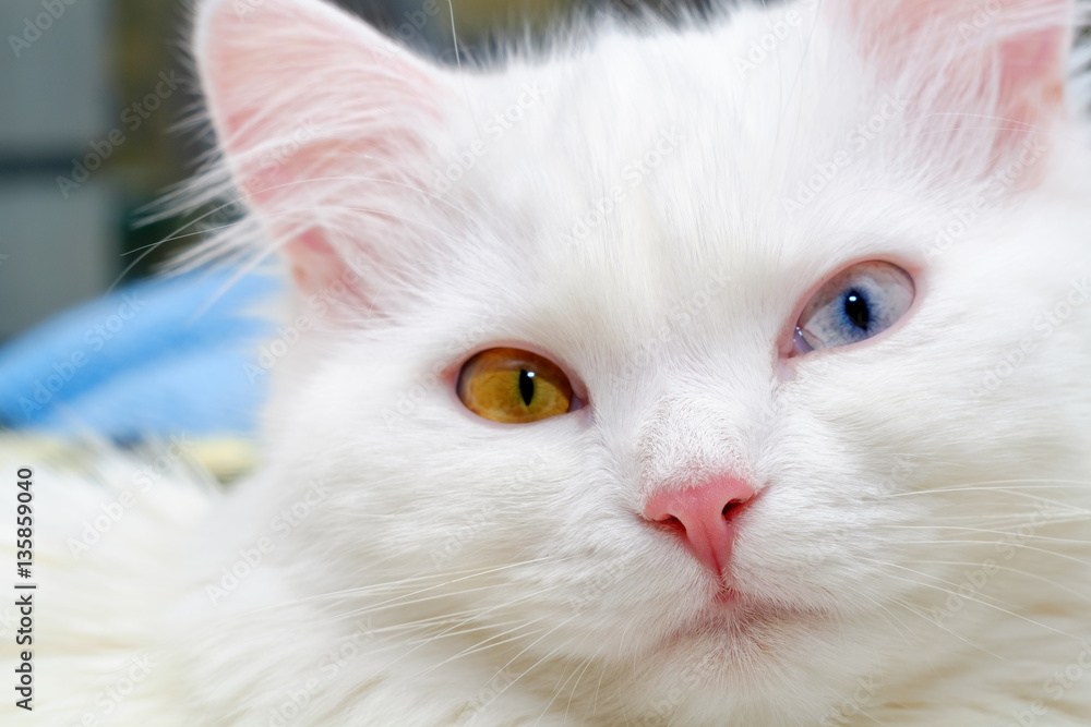 White cat with different eyes. Pink nose