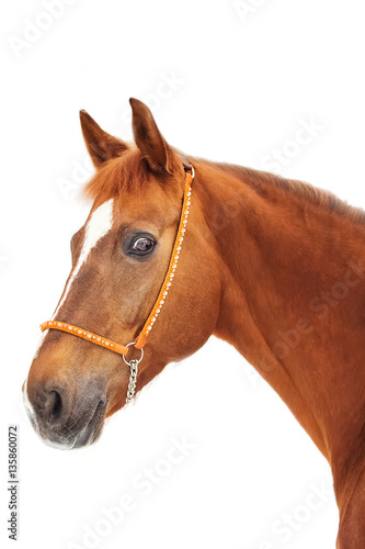 Portrait of a red horse on a white background