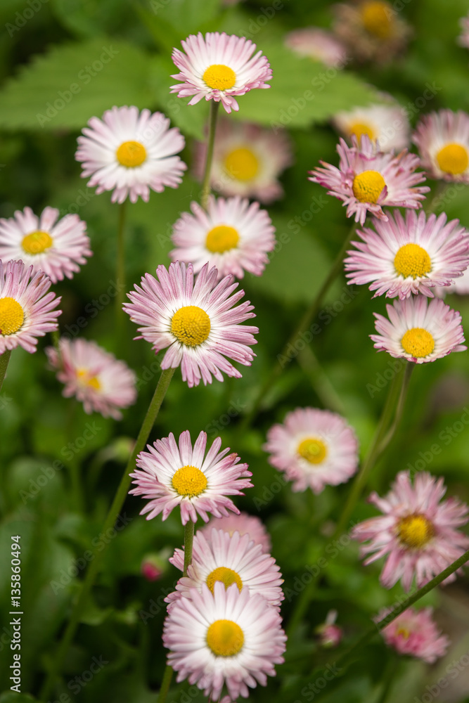 Closeup view of pink daisy flowers in garden Closeup view of pink daisy flowers in garden