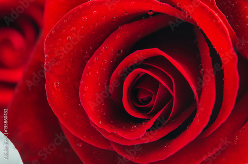 Close up of red rose flower with water drops