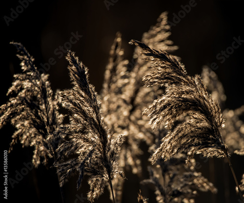 Beautiful landscape image of Winter reeds in golden early mornin photo