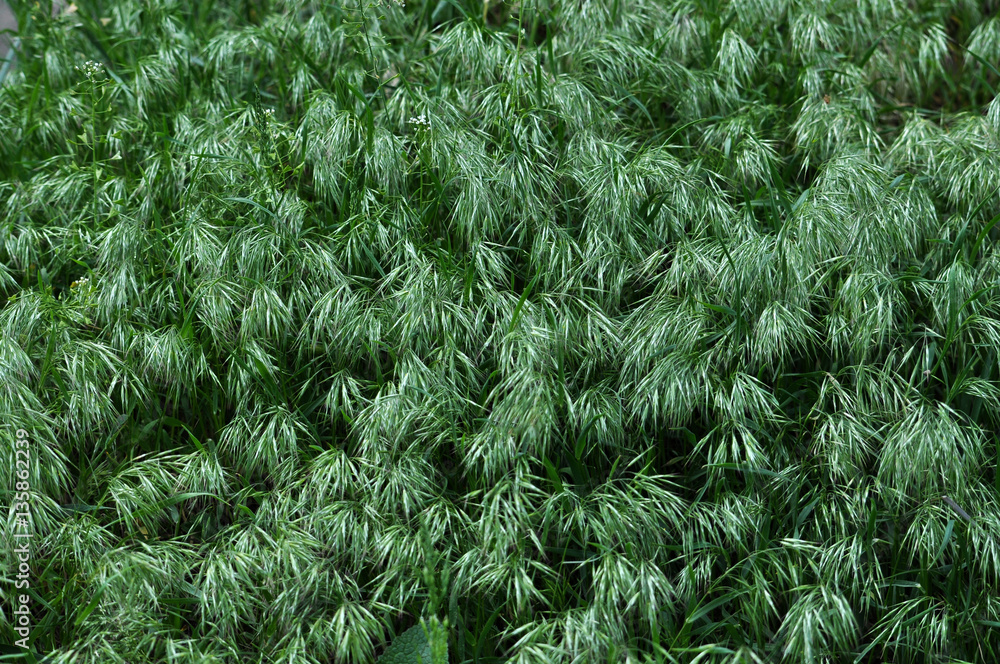 Background and texture of the ears young buds of green grass Background and texture of the ears young buds of green grass