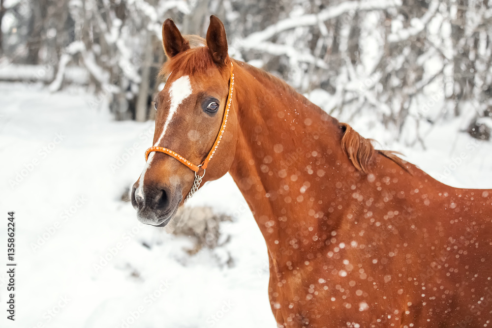 Portrait of a red horse Portrait of a red horse