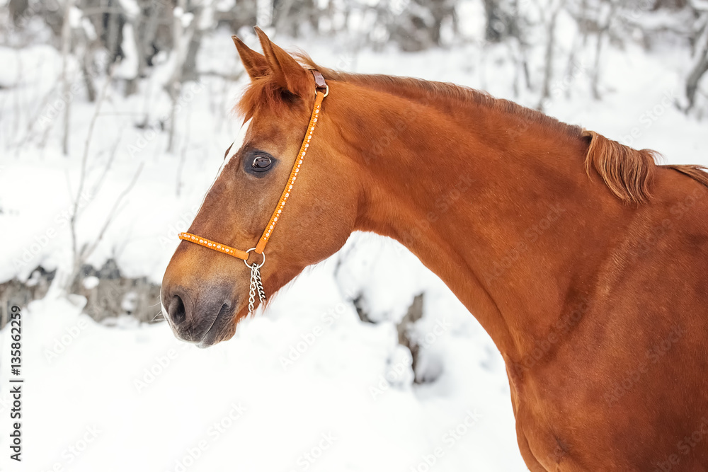 Portrait of a red horse