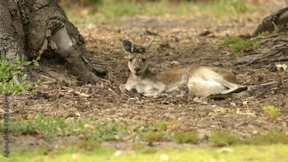Känguru mit Jungtier im Beutel liegt im Schatten, Kangaroo, Joey, Westaustralien, Australien Känguru mit Jungtier im Beutel liegt im Schatten, Kangaroo, Joey, Westaustralien, Australien