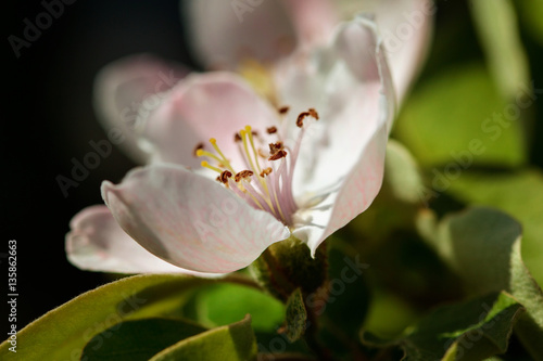 The quince  Cydonia oblonga   blooming