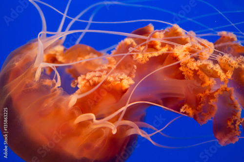 Orange colored translucent jelly fish swimming against a dark bl