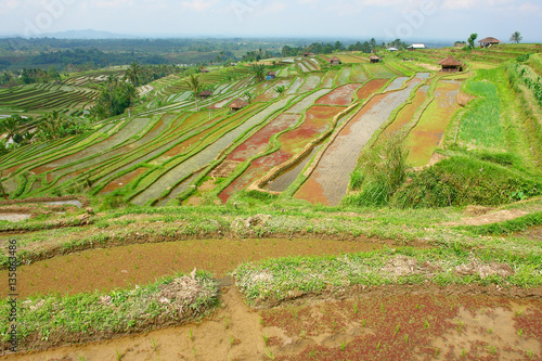 View of rice fields on the Indonesian island Bali