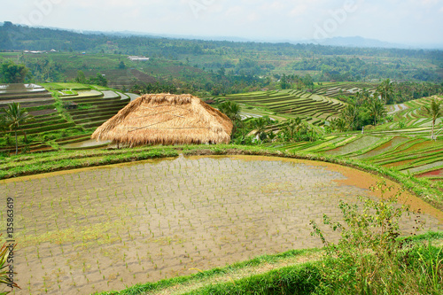 View of rice fields on the Indonesian island Bali