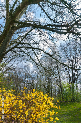 Leuchtend gelbe Forsythie in sonniger Frühlingslandschaft, farbenfrohe Blütensträucher im Frühjahr, Forsythia
