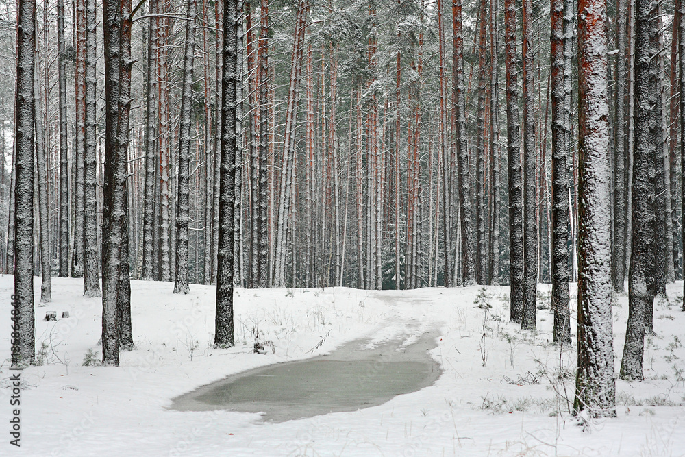 Fototapeta premium Coniferous forest during a snowfall. Spruce and pine in the snow. There is wet snow. On the road puddles. Outdoors in the woods. Seasons - winter. Wallpaper, illustration, calendar