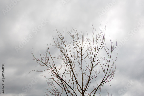 branch of treetop and sky  cloud background with treetop