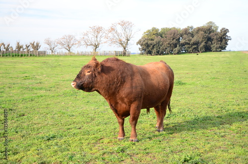 Ganado Angus, pampa húmeda, Argentina photo