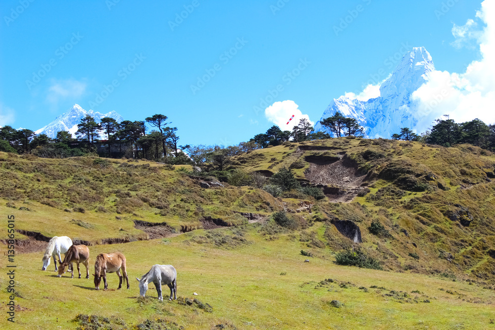 Horses on Everest Base Camp Trek