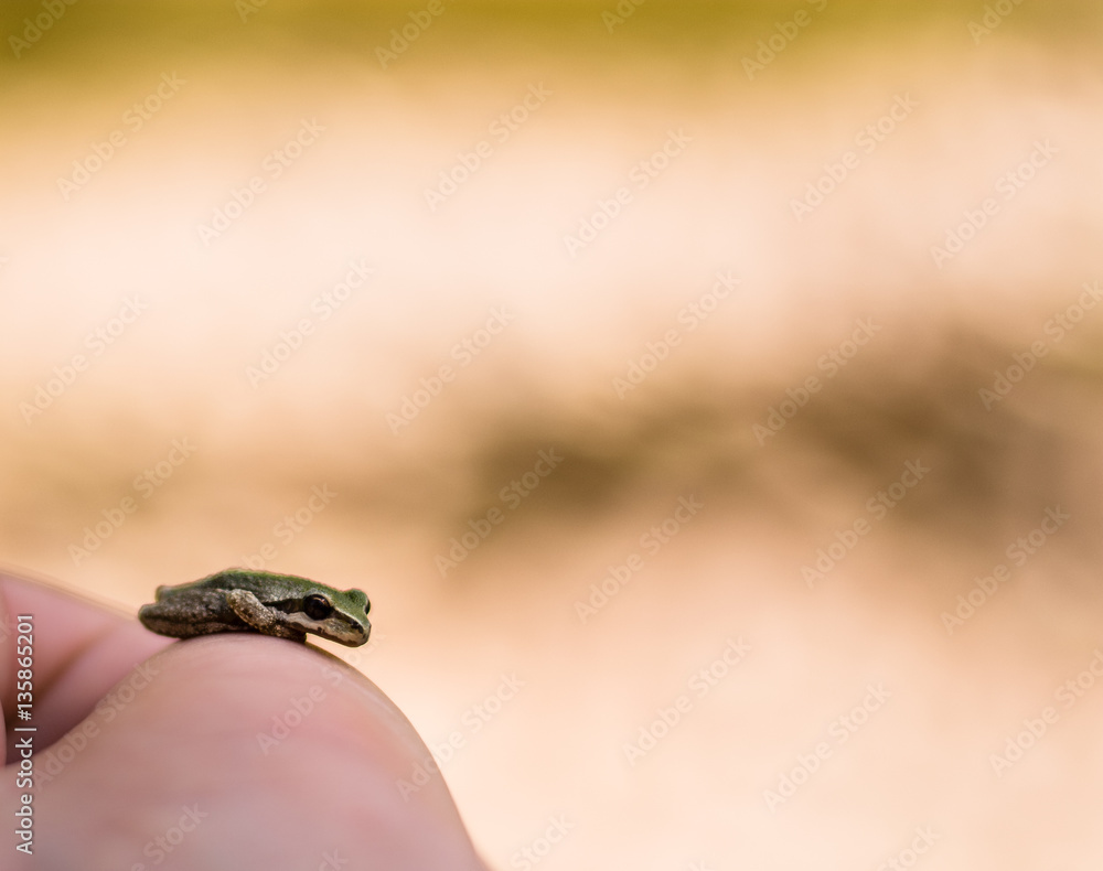 Obraz premium Tree Frogs