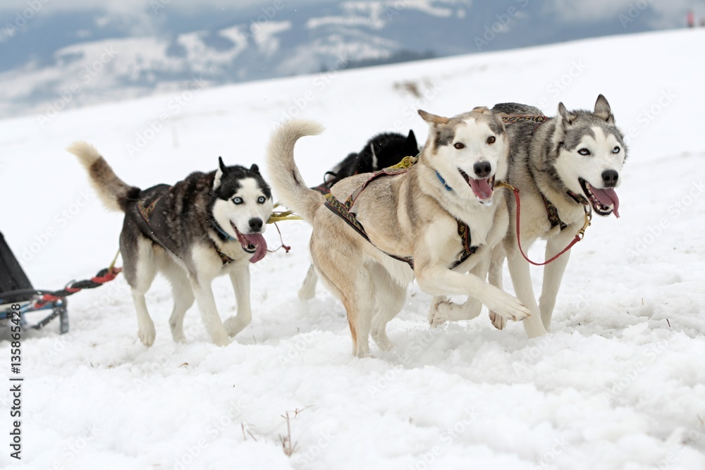 musher hiding behind sleigh at sled dog rac musher hiding behind sleigh at sled dog rac