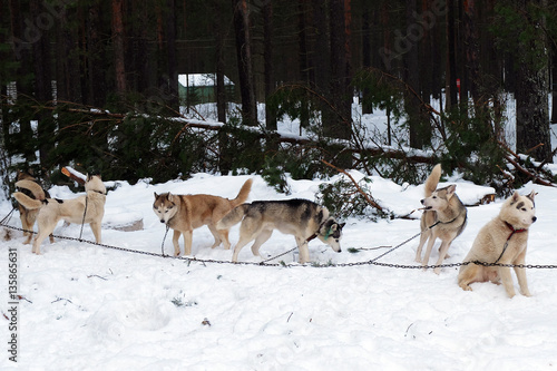 Team Husky sled tied on a chain harness. Siberian dogs Haskies driven sleigh people in the North. Animals active dog sports at work in the winter.  © maestrovideo