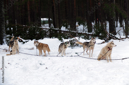 Working Husky sled the team tied on a chain harness. Siberian dogs driven sleigh people in the North. Animals active dog sports at work in the winter.  © maestrovideo