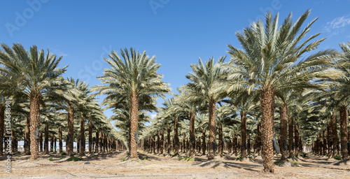 Plantation of date palms