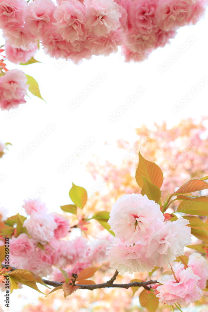 八重桜　花笠