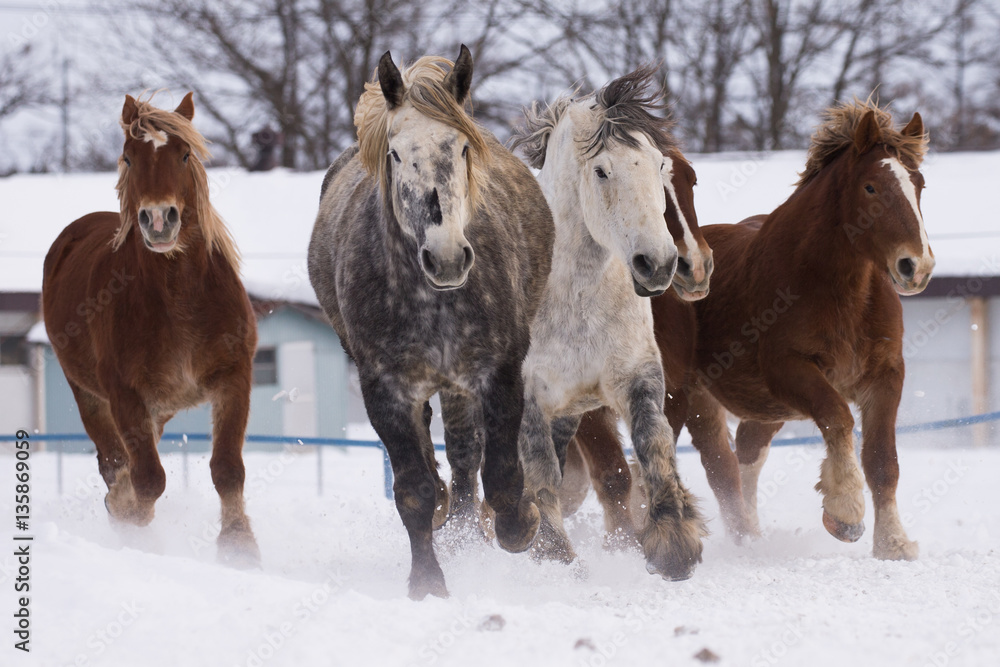 雪原を走る馬の集団 雪原を走る馬の集団