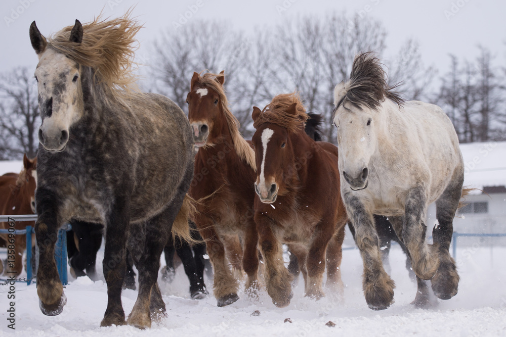 Fototapeta premium 雪原を走る馬の集団