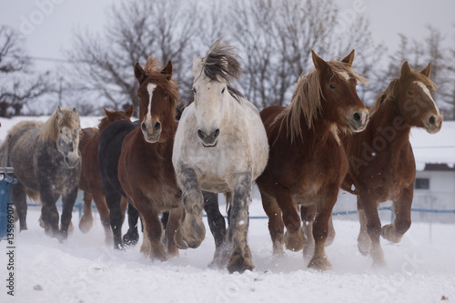 雪原を走る馬の集団