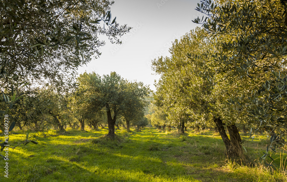 Mediterranean olive field with old olive tree in Monteprandone (Marche) Italy.
