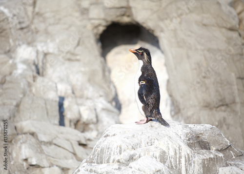 Little Penguin or Humboldt Penguins stand on a rock