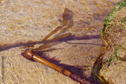 Bull Kelp washed ashore photo