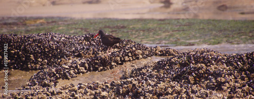 American oystercatcher walking on mussels photo