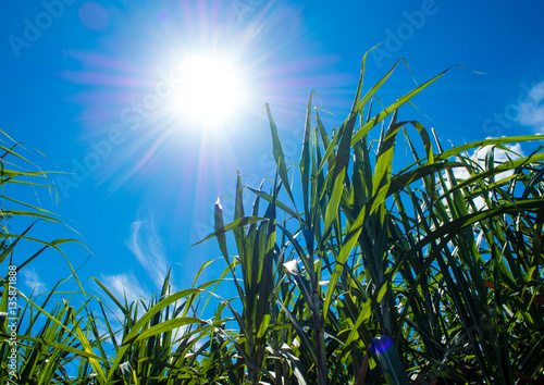 Sunlight and blue sky over the Sugarcane leaves