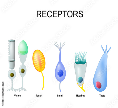 Human receptors: Vision, touch, smell, Hearing and taste