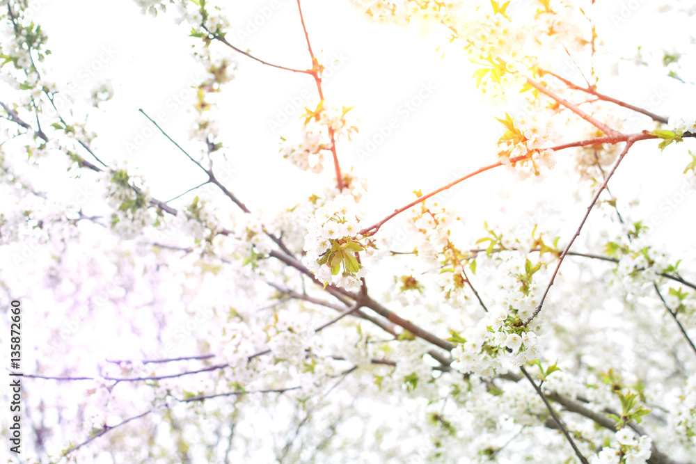 Cherry tree blooms and sun in background of blurred branches, early spring white flowers
