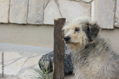 dogui2