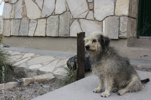 Dogui1