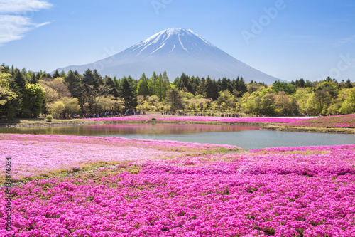 Mountain Fuji and pink moss field in spring season.. photo