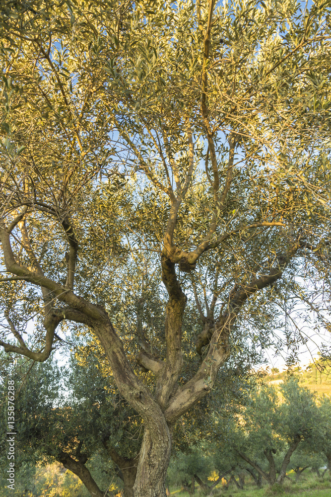 Fototapeta premium Mediterranean olive field with old olive tree in Monteprandone (Marche) Italy.