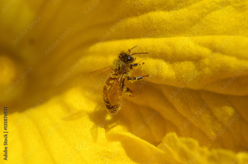 花粉を運ぶミツバチ カボチャ Stock Photo Adobe Stock