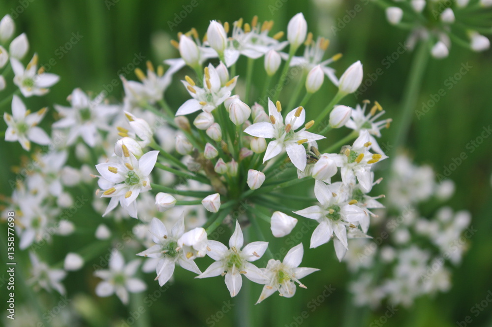 ニラの花 ニラの花