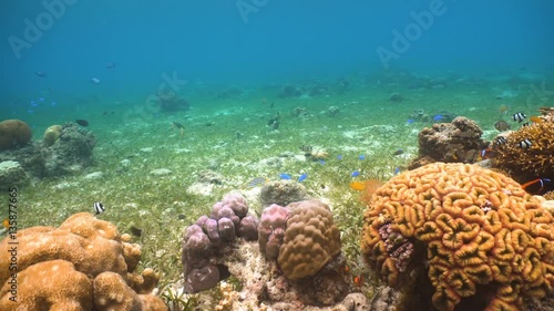 Wallpaper Mural Fish and coral reef. Tropical fish on a coral reef. Wonderful and beautiful underwater world with corals and tropical fish. Hard and soft corals. Diving and snorkeling in the tropical sea. 4K video Torontodigital.ca